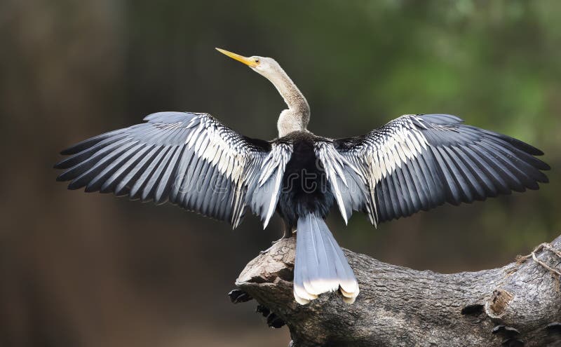 Anhinga perched on a falling tree with wingsÂ and tail spread to dry